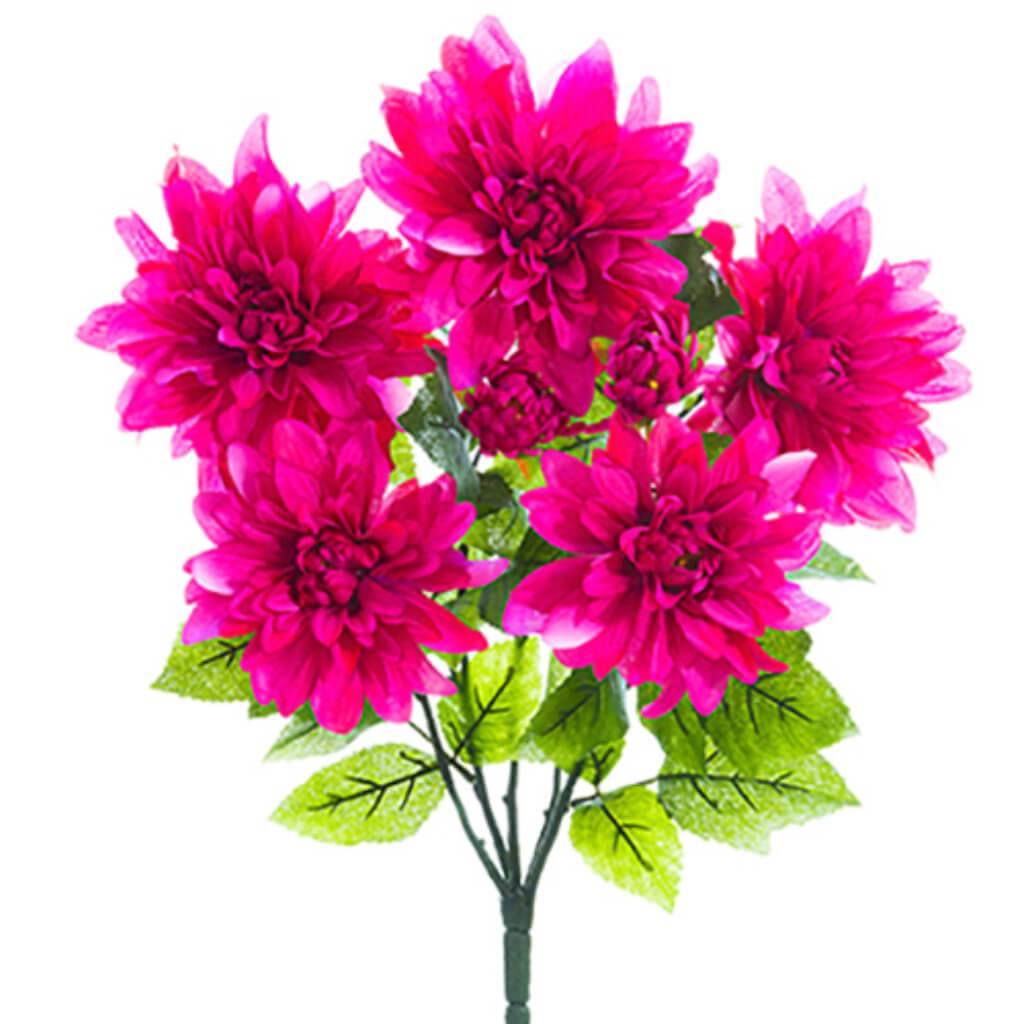 Dahlia Bush X7 22&quot; Bt 