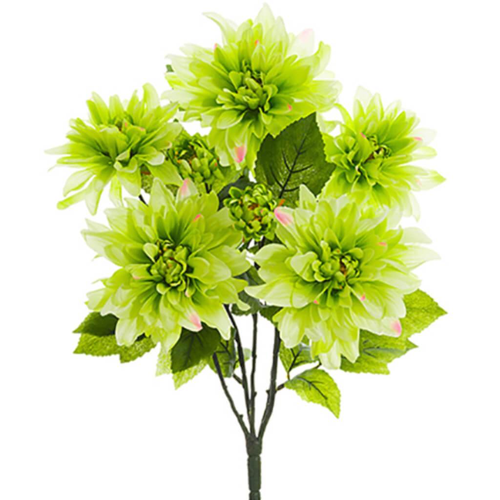 Dahlia Bush X7 22" Gr 