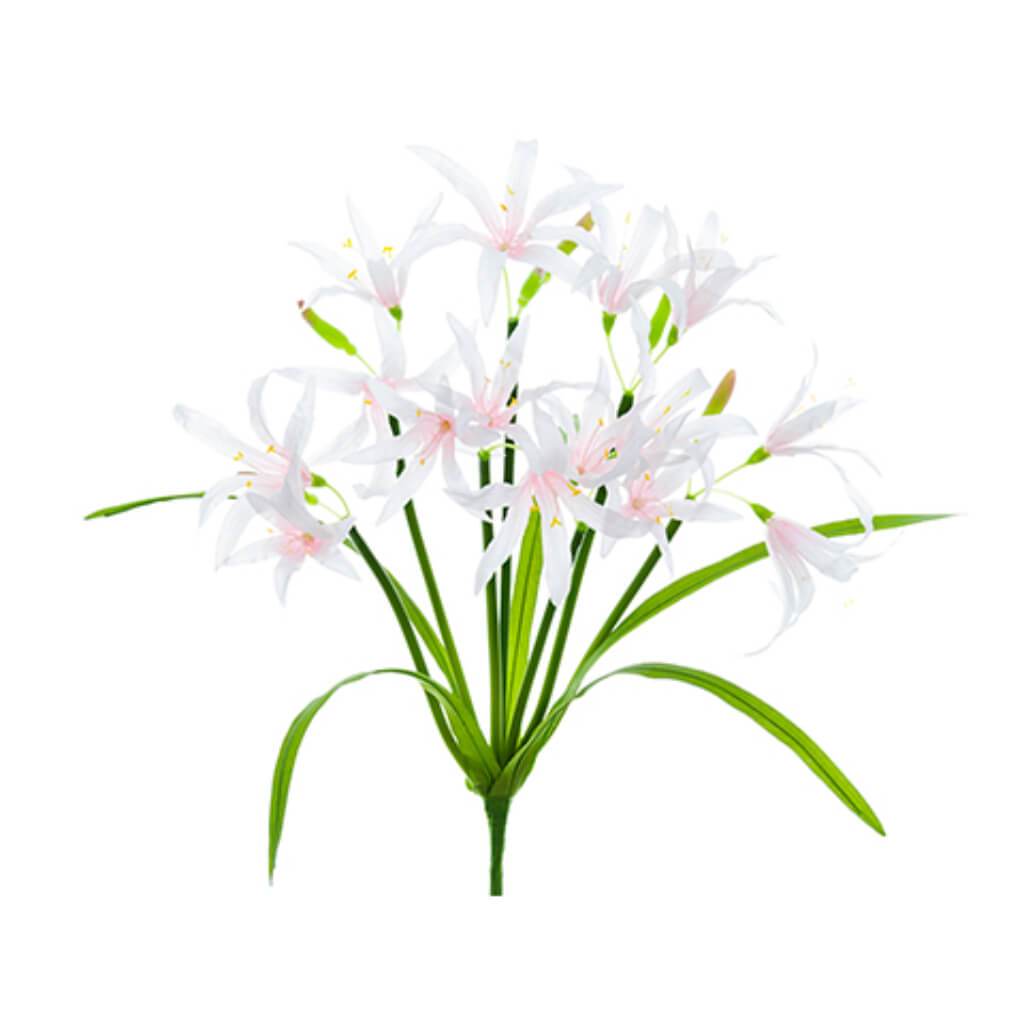 Nerine Lily Bush 13&quot; Pk/So 