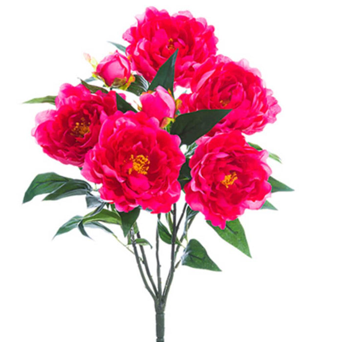 Peony Bush X5 22" Bt 