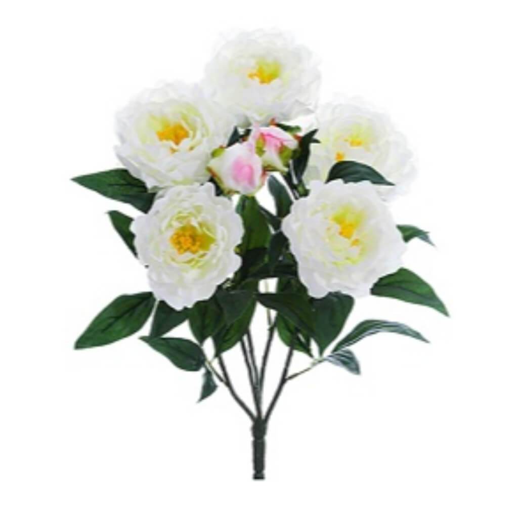 Peony Bush X5 22&quot; Cr 