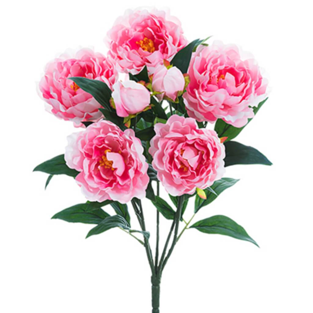 Peony Bush X5 22&quot; Pk 