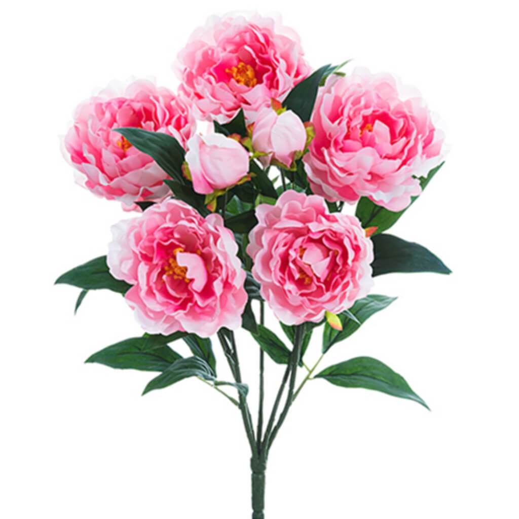 Peony Bush X5 22" Pk 