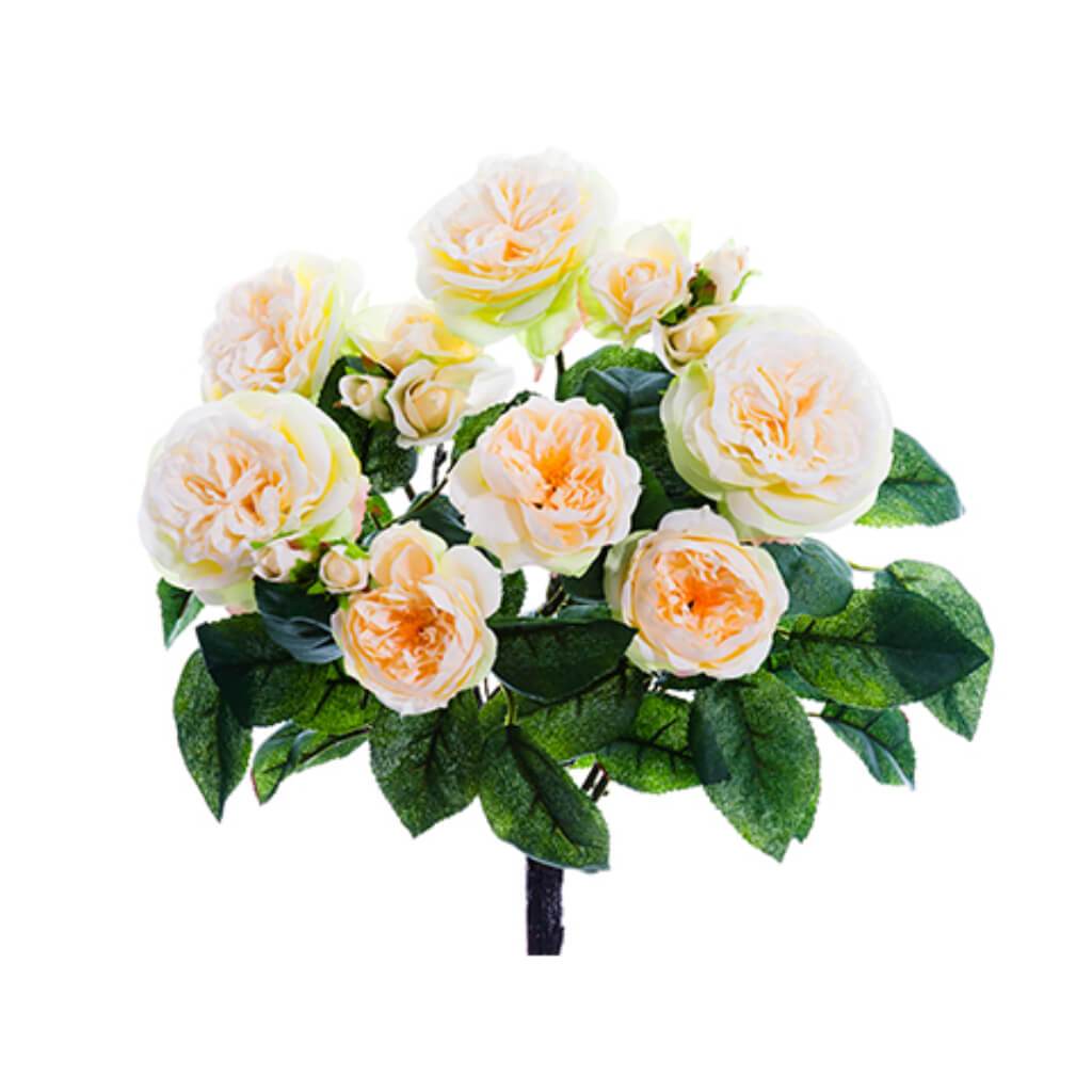 Rose Bush X7 15" Cr 