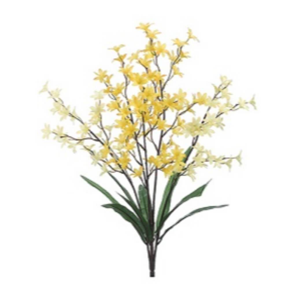 Tweedia Flower Bush X5 23&quot; Yett 