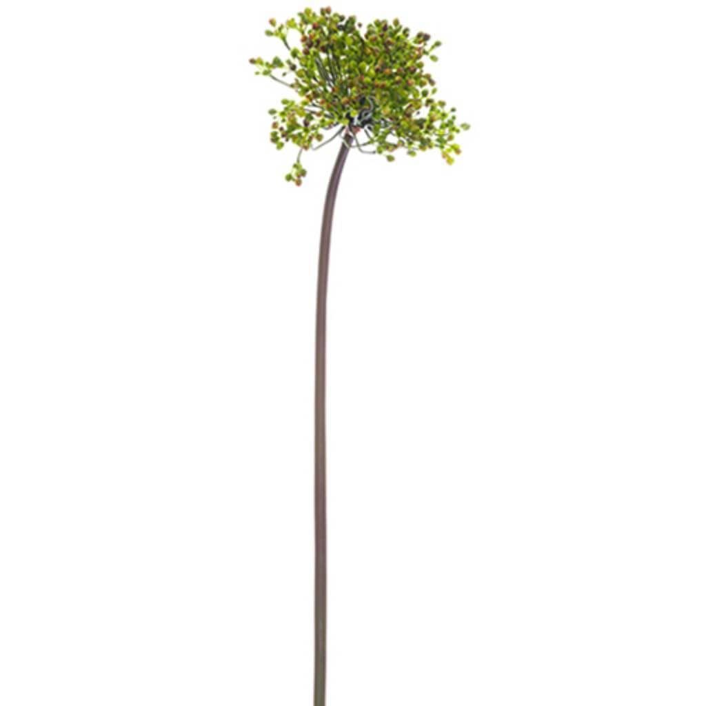 Allium Bud Spray 24&quot; Gr/Tt 