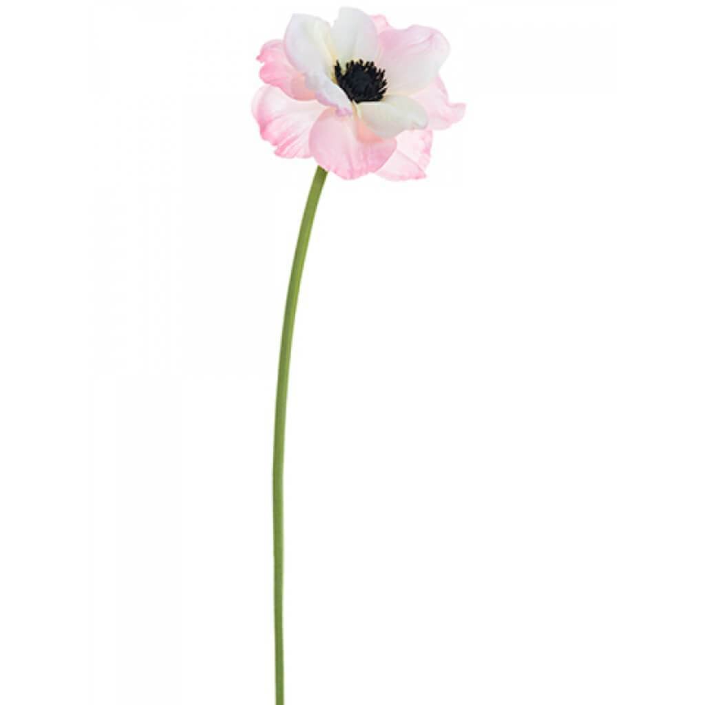 Anemone Spray 18&quot; Pk 
