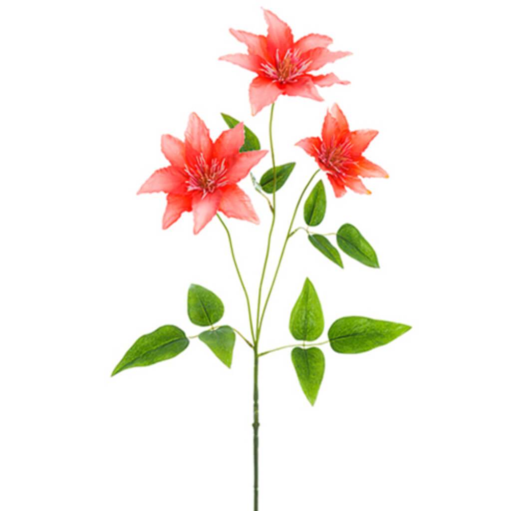 Clematis Spray 32" Co 