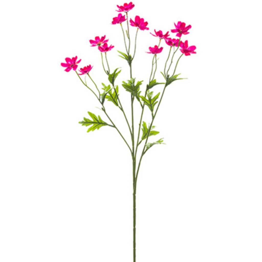 Mini Cosmos Spray X5 27" Bt 
