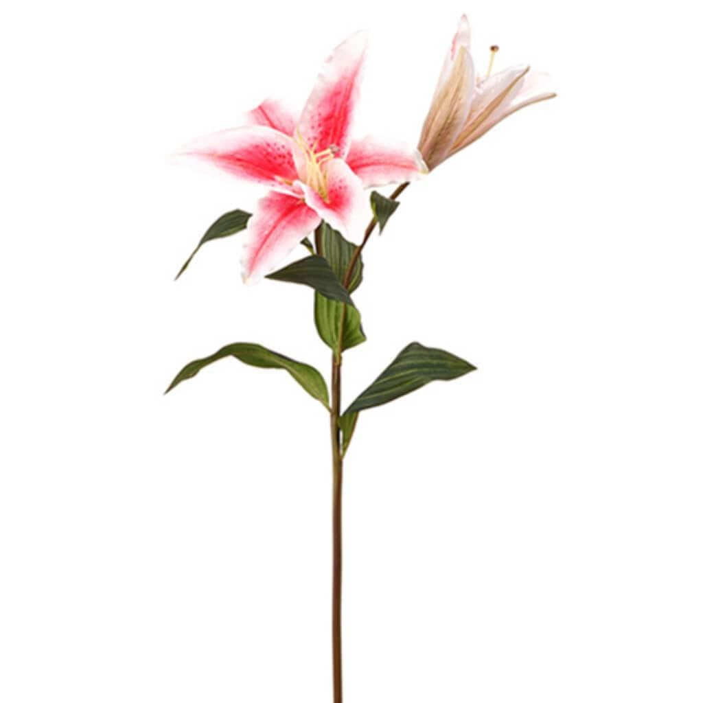 Casablanca Lily Spray 32" Pk/Bt 