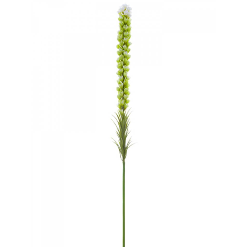 Liatris Spray 35&quot; Cr/Gr 