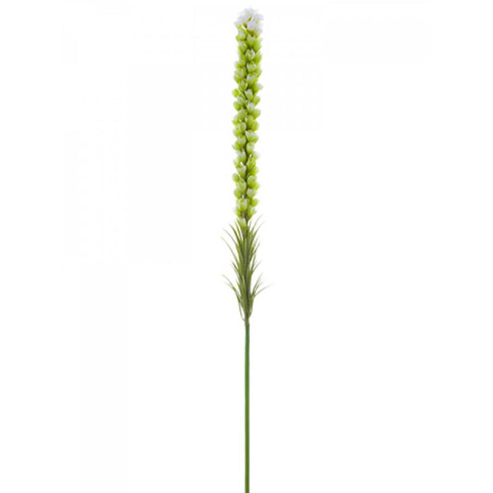 Liatris Spray 35" Cr/Gr 