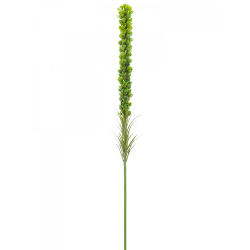 Liatris Spray 35&quot; Gr 