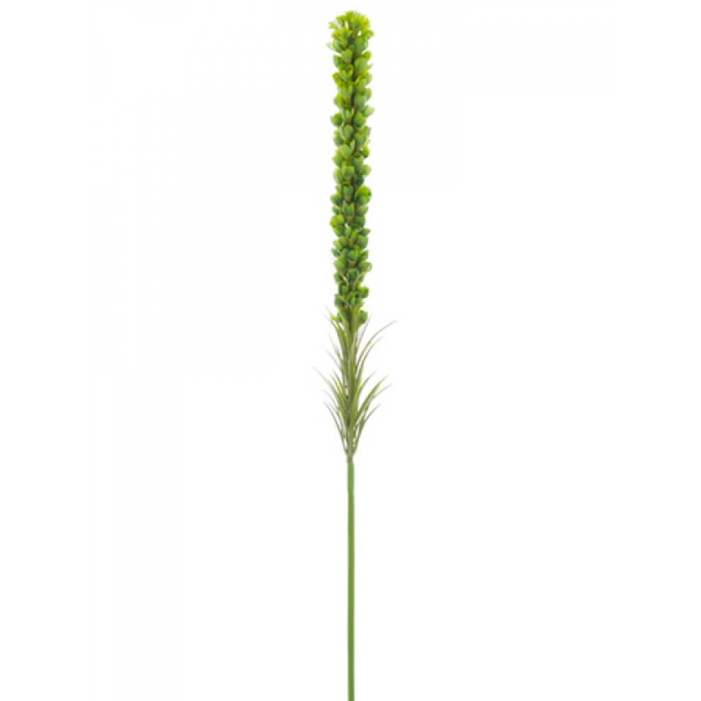 Liatris Spray 35" Gr 