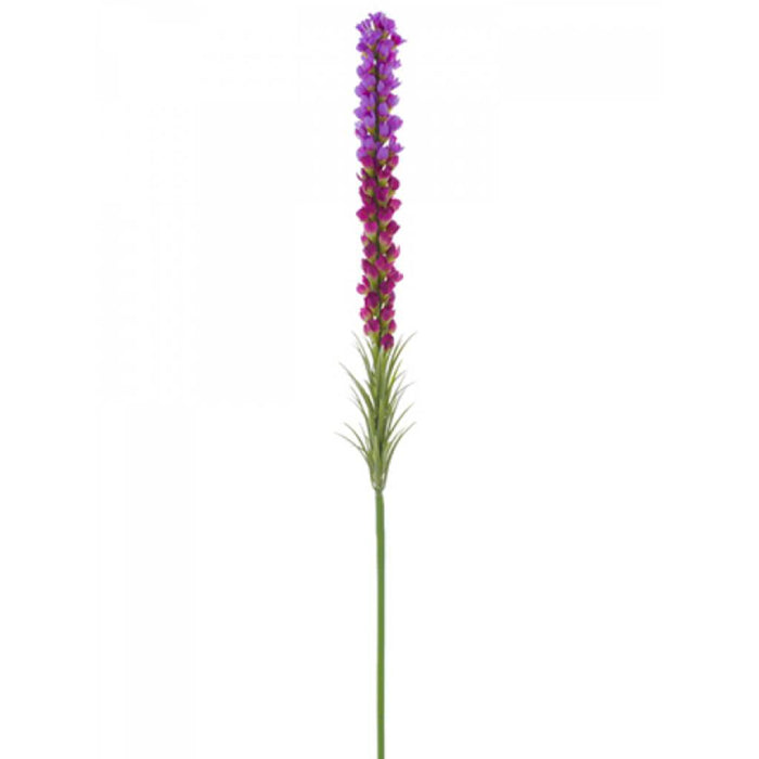 Liatris Spray 35" Lv/Oc 