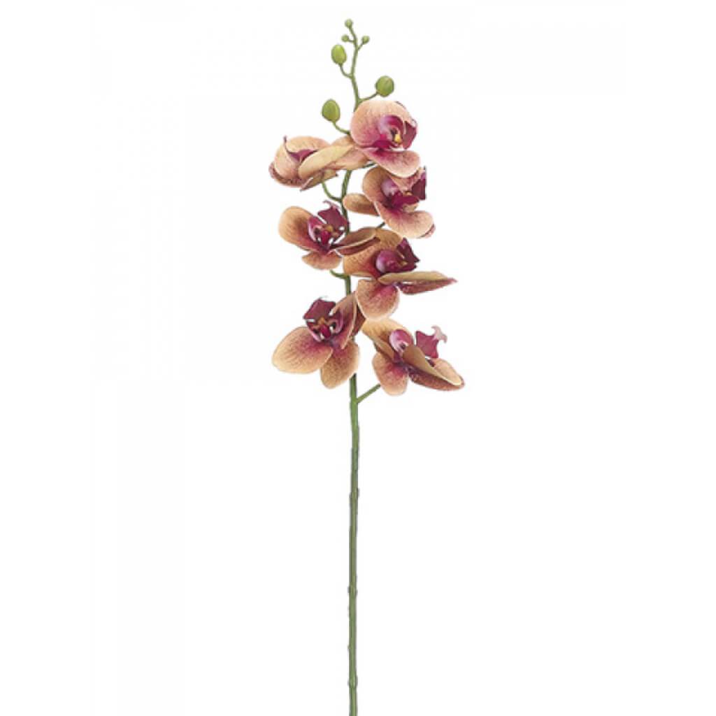 Phalaenopsis Orchid Spray 34" 