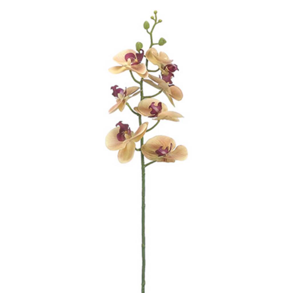 Phalaenopsis Orchid Spray 34" 