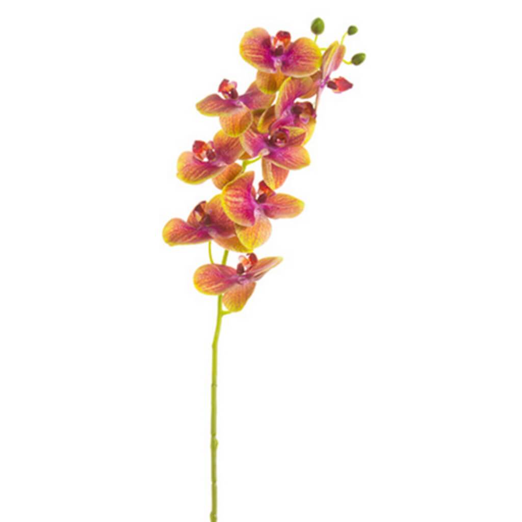 Phalaeopsis Orchid Spray 30&quot; 