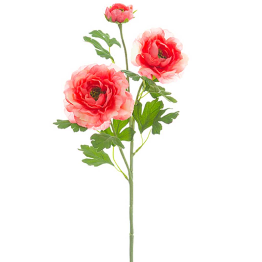 Ranunculus Spray 24&quot; Co 