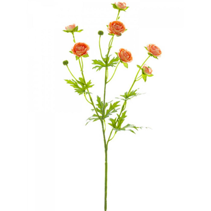 Mini Ranunculus Spray 22" Pe 