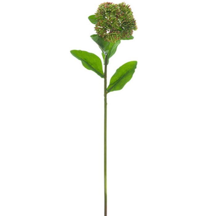 Sedum Spray 20" Gr/Mv 