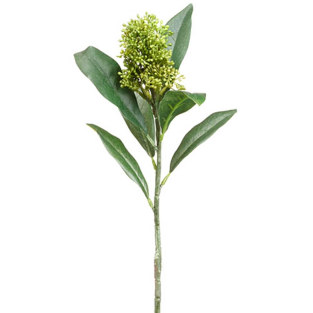 Skimmia Spray 13.5" Gr 