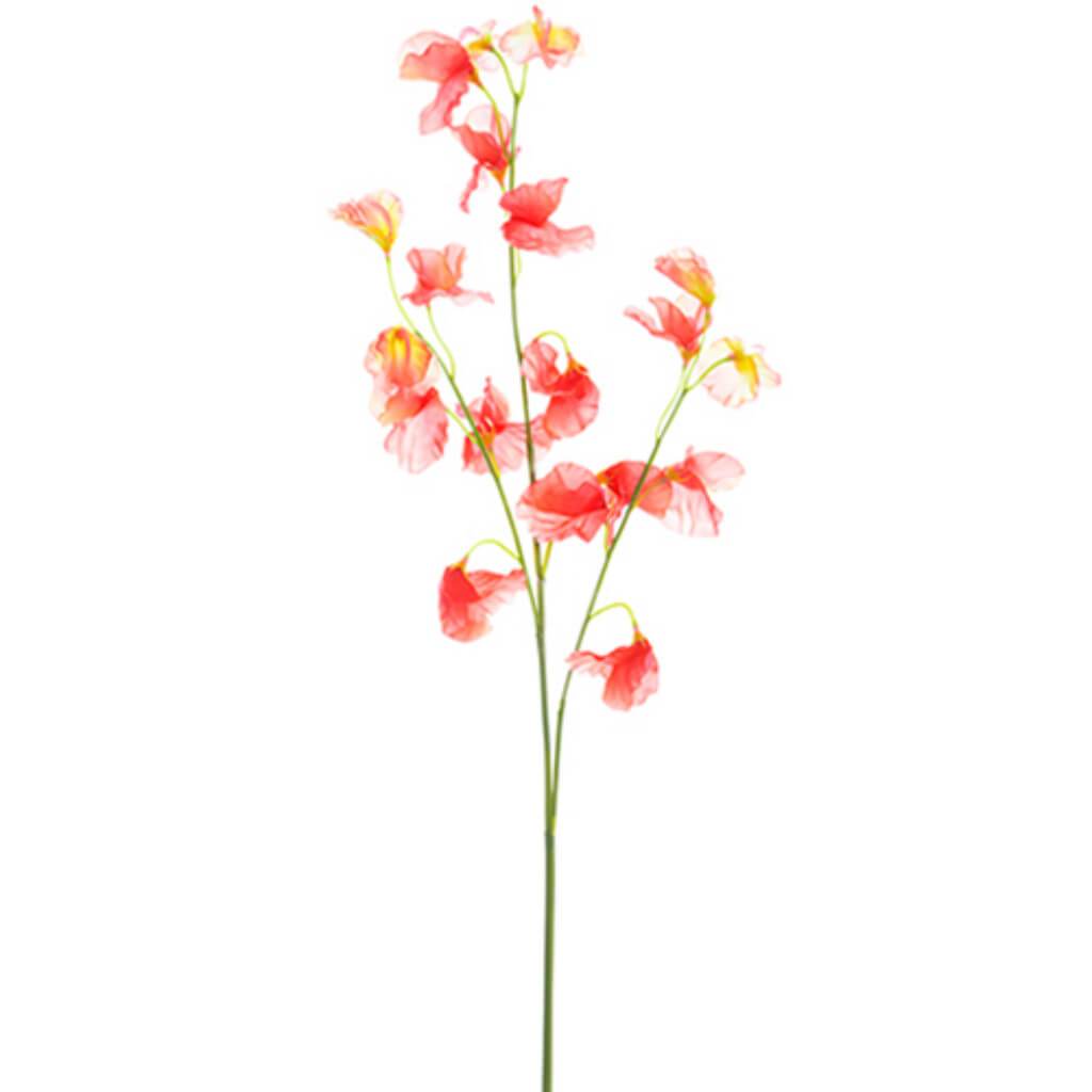 Sweetpea Spray 30" Co 