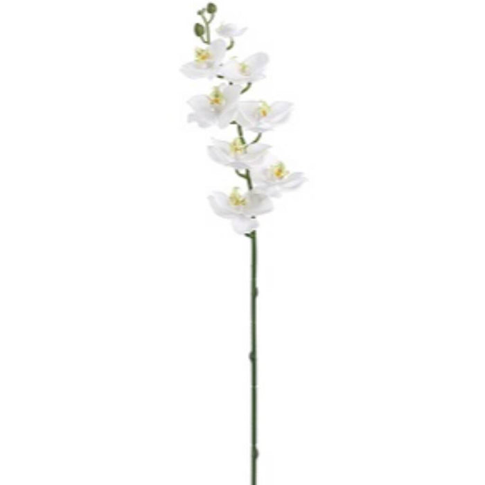 Phalaenopsis Spray 30" Wh 