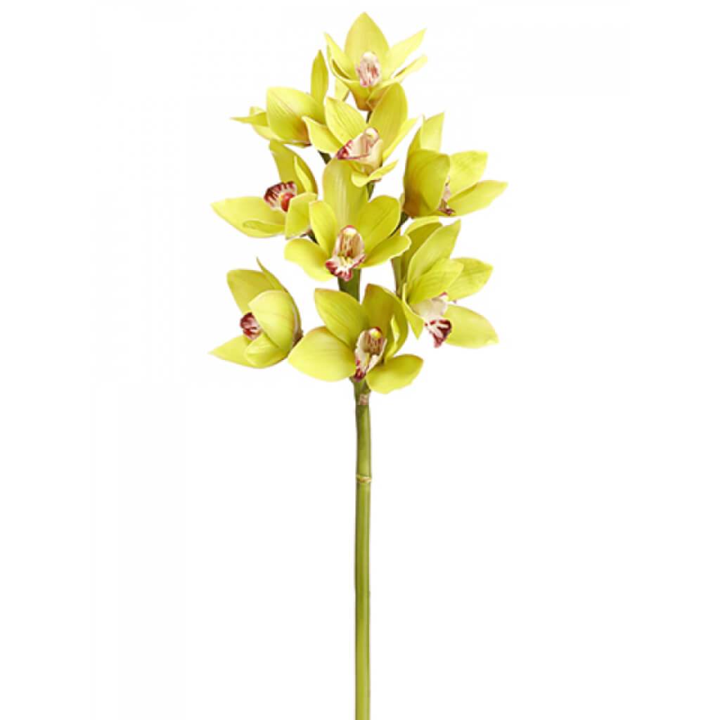 Cymbidium Orchid Spray 23&quot; Gr 