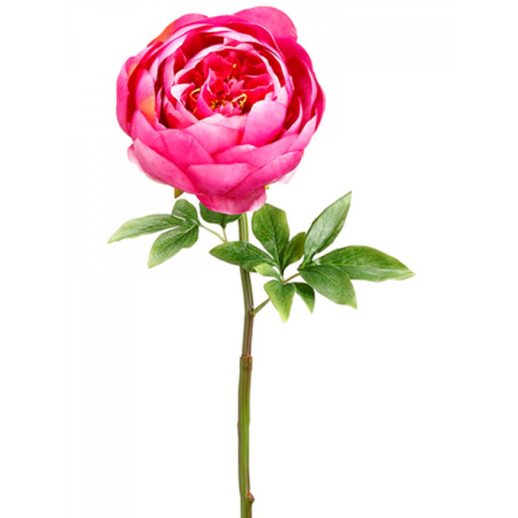 Peony Spray 27" Bb 