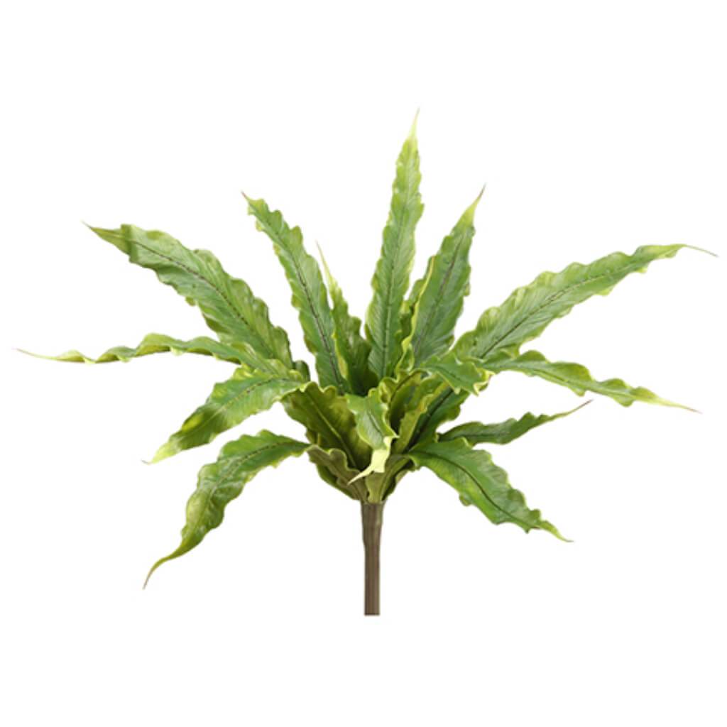 S/P Aslenium Fern Bush 15L 10&quot; 