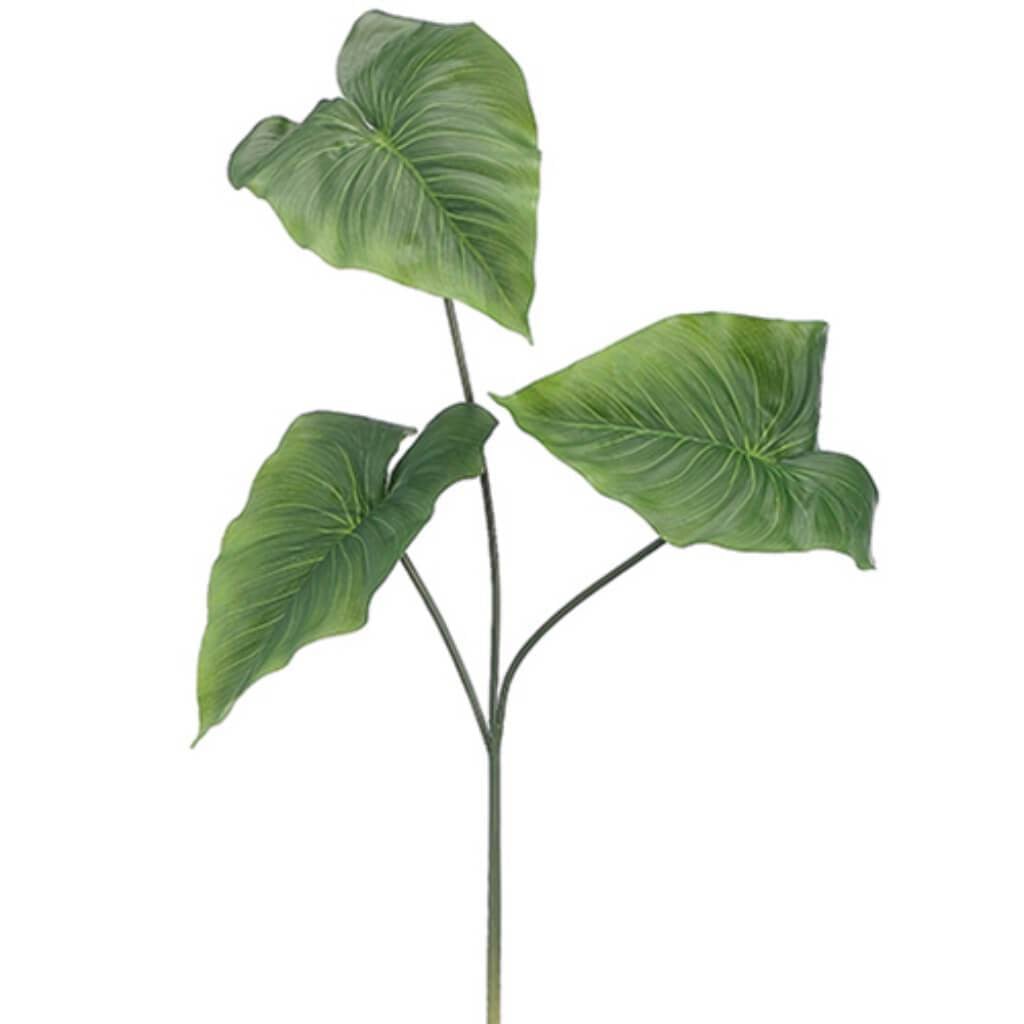Anthurium Spray 24&quot; Gr 