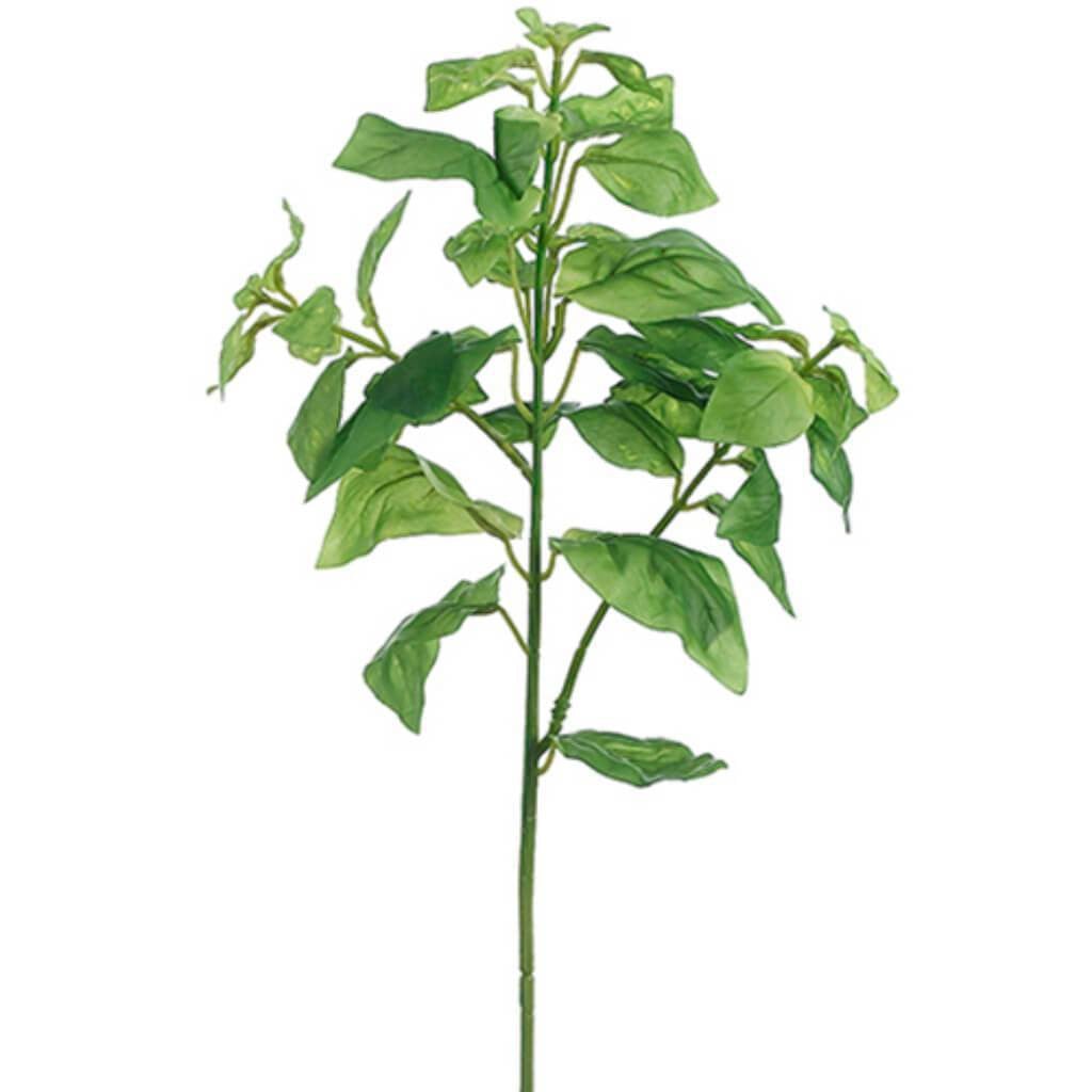 Basil Spray X2 21" Gr 