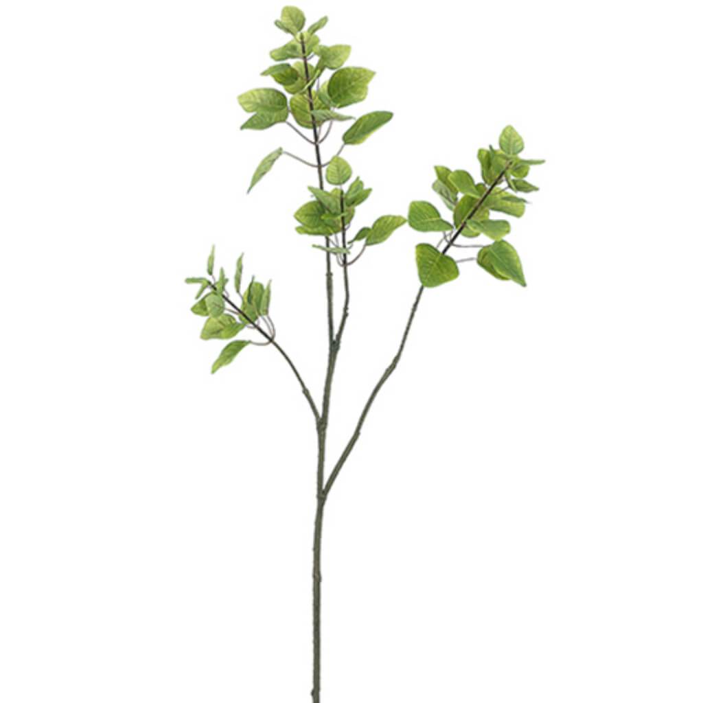 Cotinus Spray X2 W/72L 48" Gr 