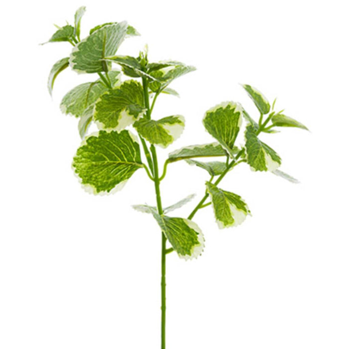 Oregano Pick 10" Gr/Cr 