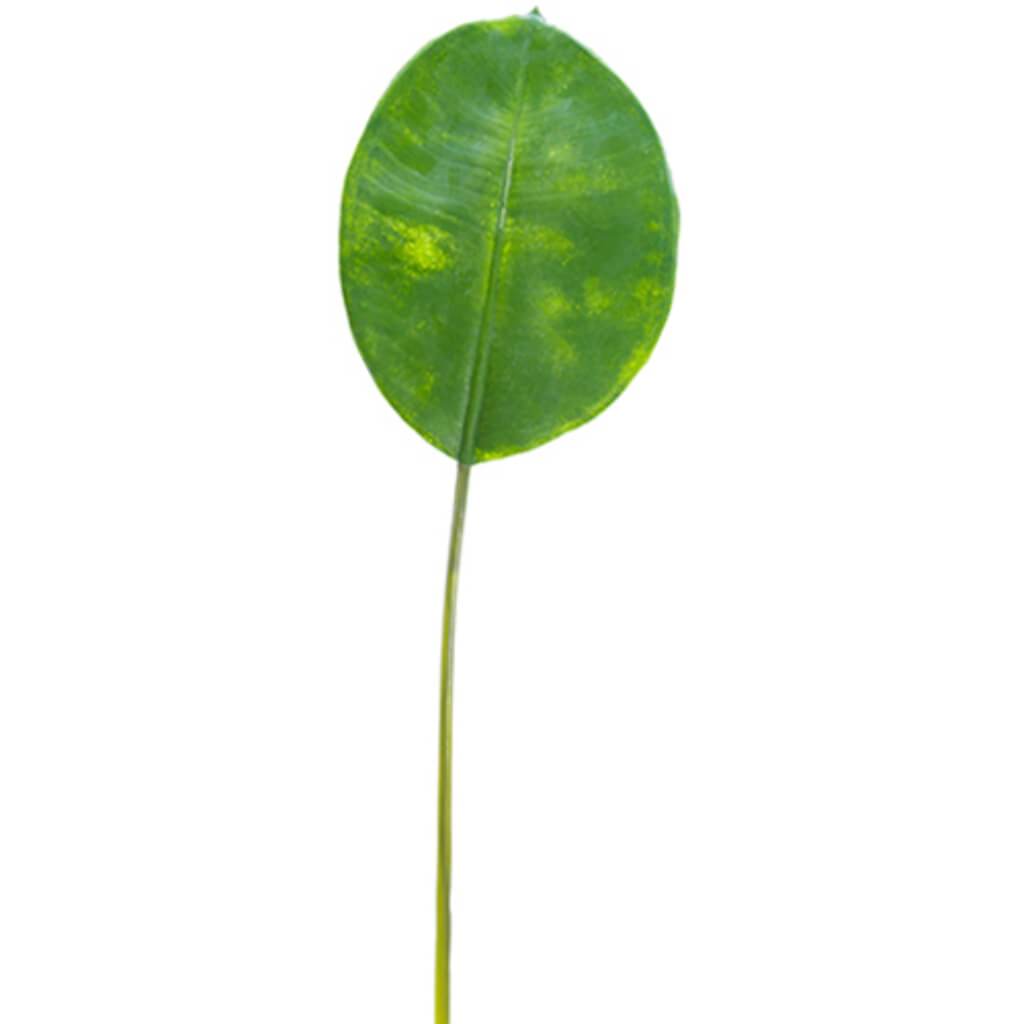 Rubber Plant Leaf Spray 28&quot; Gr 