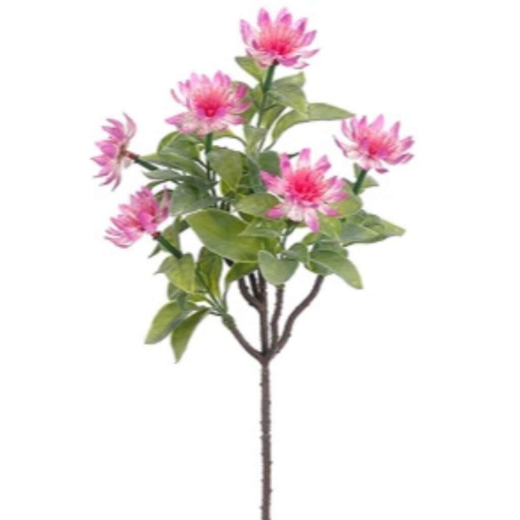 Astrantia Bush 15&quot; Pk/Mv 