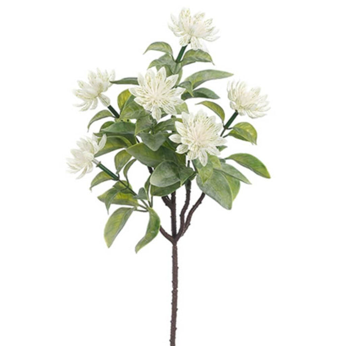 Astrantia Bush 15" Wh 