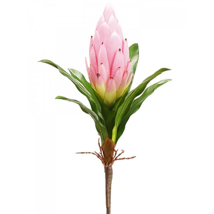 Protea Spray 14" Pk 