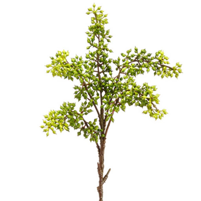 Sedum Pick 12" Gr 