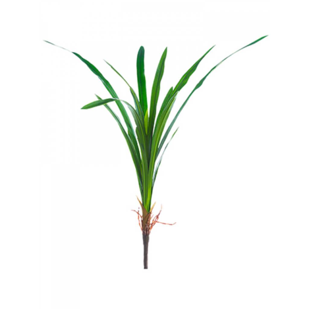 Cymbidium Orchid Leaf Plant 21" 