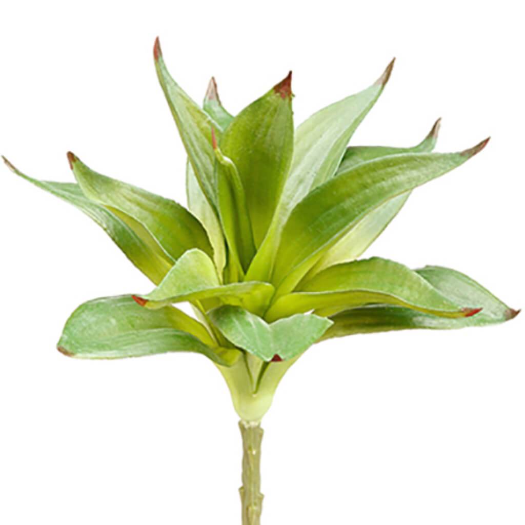 Dracaena Spray 10&quot; Gr 