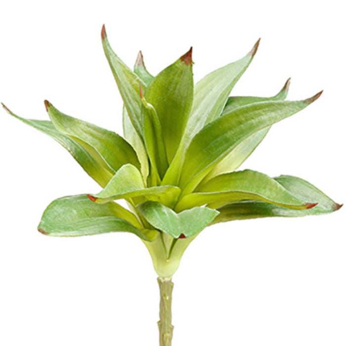 Dracaena Spray 10" Gr 