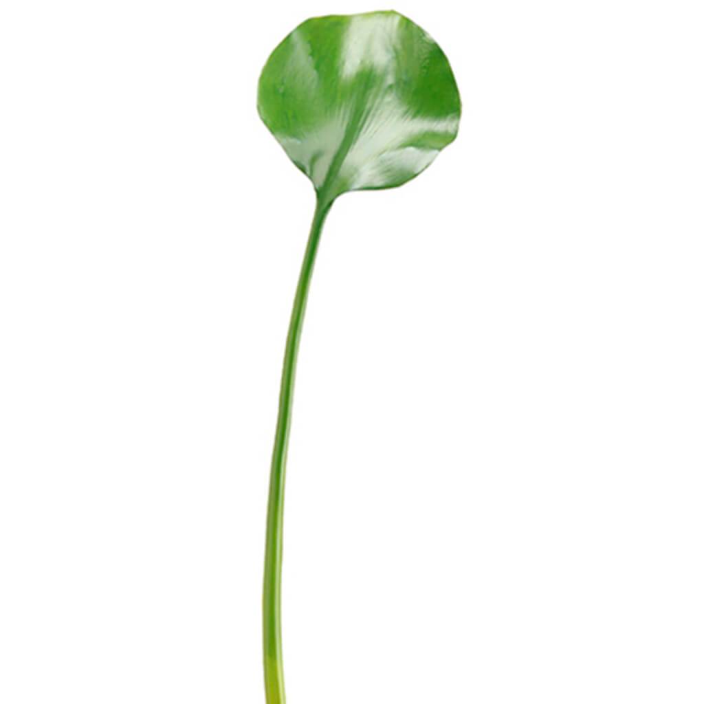 Water Lily Leaf Spray 18" Gr 