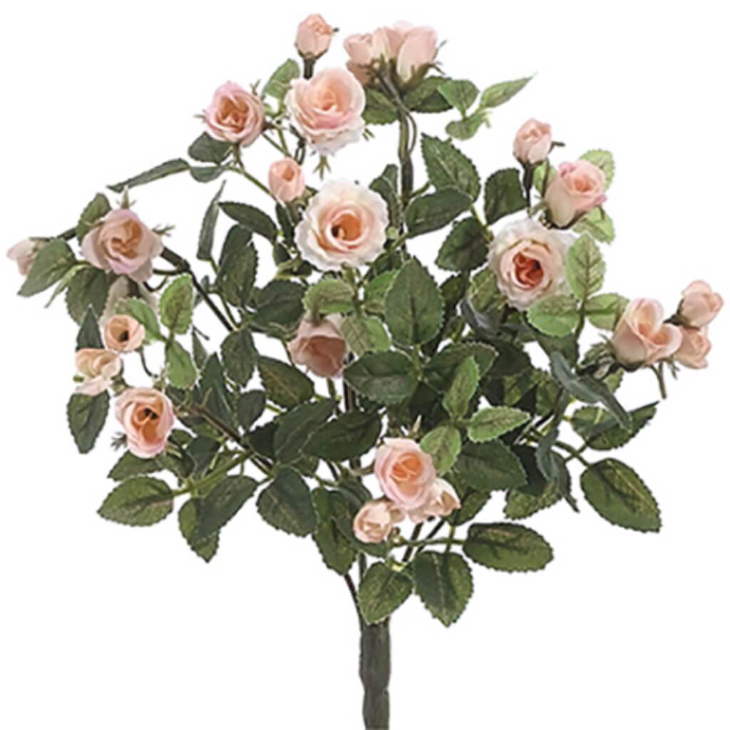 Mini Rose Bush X8 12.5&quot; Cr/Pe 