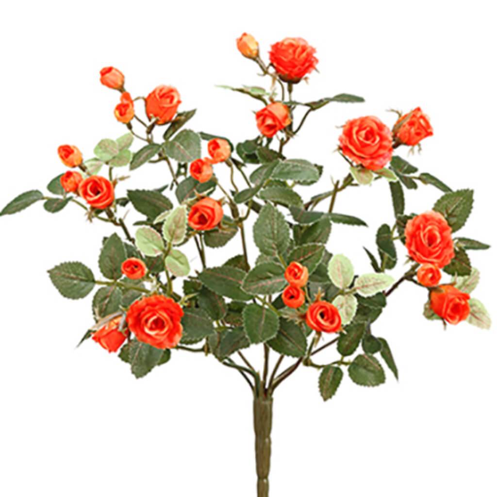 Mini Rose Bush X8 12.5&quot; Or 