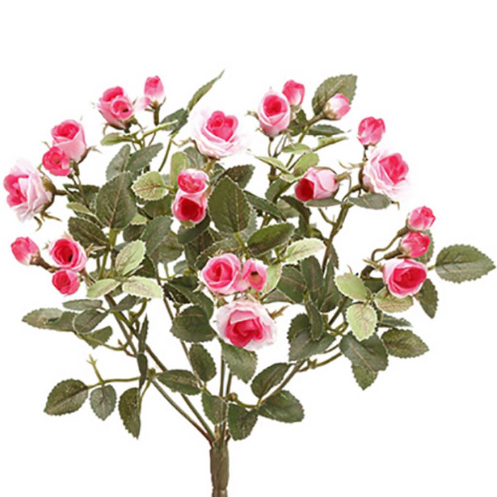 Mini Rose Bush X8 12.5&quot; Pk 