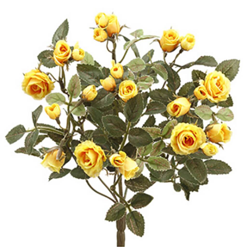 Mini Rose Bush X8 12.5" Ye 