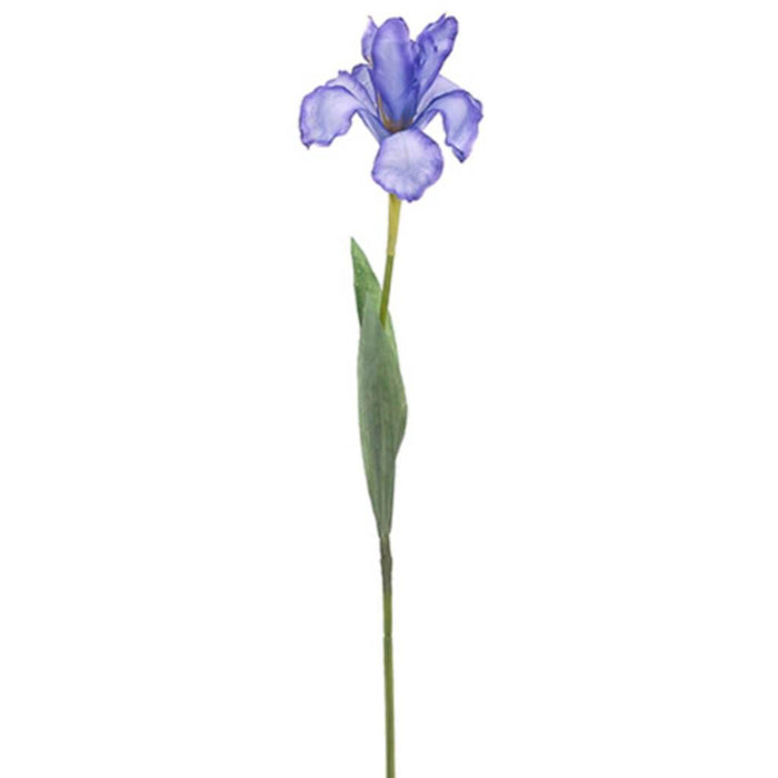 Iris Spray 24" Lv 
