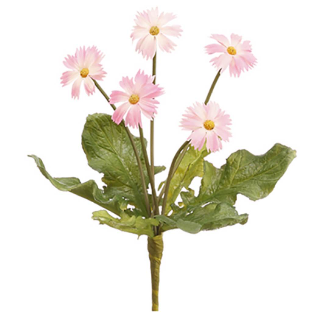 Mini Daisy Bush 8&quot; Pk 